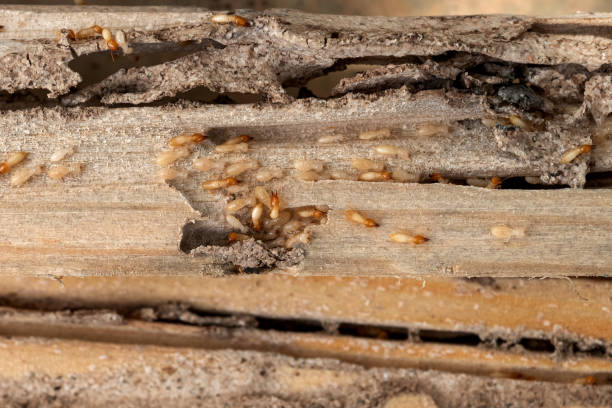 Best Emergency Pest Control  in Neoga, IL